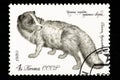 07.24.2019 Divnoe Stavropol Territory Russia - USSR postage stamp 1980. series - Valuable breeds of fur animals. The Arctic fox is