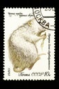 07.24.2019 Divnoe Stavropol Territory Russia - USSR postage stamp 1980. series - Valuable breeds of fur animals. Azerbaijani white