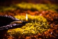 Diwali diya or auspecious oil lamp made up of teracotta