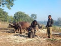 Farmers crushing sugarcane juice from traditional method by running machine by buffalo.