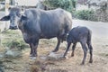 Indian buffalo drinking milk from mother. Royalty Free Stock Photo