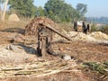 Traditional machine crushing sugarcane juice by buffaloes.