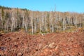 Dixie National Forest Lava Field Royalty Free Stock Photo