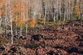 Dixie National Forest Lava Field Royalty Free Stock Photo