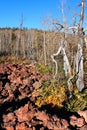 Dixie National Forest Lava Field Royalty Free Stock Photo