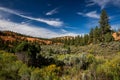 Dixie National Forest Royalty Free Stock Photo