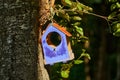 DIY blue bird feeder. Handmade birdhouse for birds. Tree house and bird food. Taking care of animals. Royalty Free Stock Photo