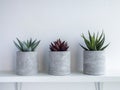 DIY concrete plant pot on white wall background Royalty Free Stock Photo