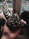 DIY florarium. Creative gift delivery service. Cropped shot of woman holding glass geometric vase with growing succulents. With