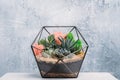 Diy florarium gift delivery colorful plants vase