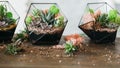 Diy florarium growing succulents moss glass vases