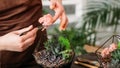 Diy florarium handmade natural decor succulents