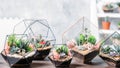 Diy florarium handmade natural gift succulents Royalty Free Stock Photo