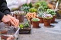 DIY florarium. Home gardening master class. Closeup of hands planting succulents in glass geometric shape vases