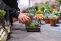 DIY florarium. Home gardening master class. Closeup of hands planting succulents in glass geometric shape vases