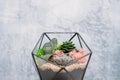 Diy florarium natural interior decor succulents