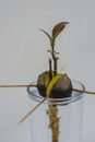 DIY grow your own avocado plant Royalty Free Stock Photo