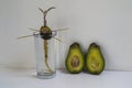 DIY grow your own avocado plant