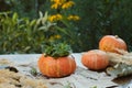 DIY pumpkin succulent planter for autumn garden decor. Royalty Free Stock Photo