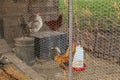 A rooster and hens standing in a chicken coops metal fence. Royalty Free Stock Photo