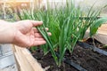 DIY wooden pallet with raised garden bed and growing green fresh organic homegrown scallions chives vegetable sprouts Royalty Free Stock Photo