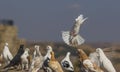 Pigeons Royalty Free Stock Photo