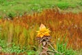 Diyong Golden Lotus Musella lasiocarpa