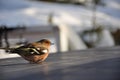 Dizzy Chaffinch