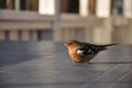 Dizzy Chaffinch