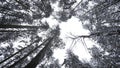 Dizzying view of winter trees. Media. Beautiful view from below of tree crowns in winter forest. Beautiful rotating view