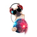 Dj disco dog Royalty Free Stock Photo