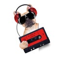 Dj disco dog Royalty Free Stock Photo