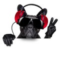 Dj dog Royalty Free Stock Photo