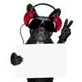 Dj dog Royalty Free Stock Photo