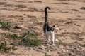 Djebel Dahar south of tunisia Royalty Free Stock Photo