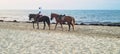 Arab rider leading a loose horse on the beach Royalty Free Stock Photo