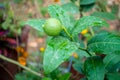 Djeruk limau commonly know as lime or lemon hanging on a tree in an Indian garden Royalty Free Stock Photo