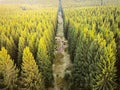 Aerial drone view of coniferous forest sunlit by the evening sun in spring. Royalty Free Stock Photo
