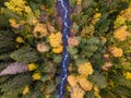 wild mountain forest in vibrant autumn colors water flow aerial top down Royalty Free Stock Photo