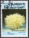 DJIBOUTI - CIRCA 1991: stamp printed by Djibouti, shows coral.