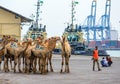 DJIBOUTI,DJIBOUTI/FEBRUARY 3,2013:Camels before loading at the port of Djibouti