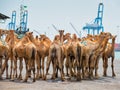 DJIBOUTI,DJIBOUTI - FEBRUARY 3,2013:Camels before loading at the port of Djibouti