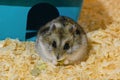 The Djungarian dwarf hamster is eating the green pea flakes near the blue plastic house in cage Royalty Free Stock Photo