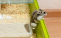 The Djungarian dwarf hamster is escaping from the cage Royalty Free Stock Photo