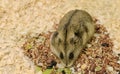 Djungarian dwarf hamster is on its pile of grains in a cage Royalty Free Stock Photo