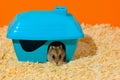 The Djungarian dwarf hamster is looking out from the blue plastic house in the orange cage Royalty Free Stock Photo