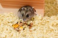 The Djungarian dwarf hamster is looking out from the hole of the wooden house in the cage Royalty Free Stock Photo