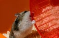 The Djungarian dwarf hamster is nibbling the red plastic running wheel in the cage Royalty Free Stock Photo