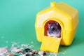 Djungarian dwarf hamster sitting inside its plastic house on green background Royalty Free Stock Photo
