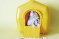 Djungarian dwarf hamster sitting inside its plastic house on yellow background Royalty Free Stock Photo